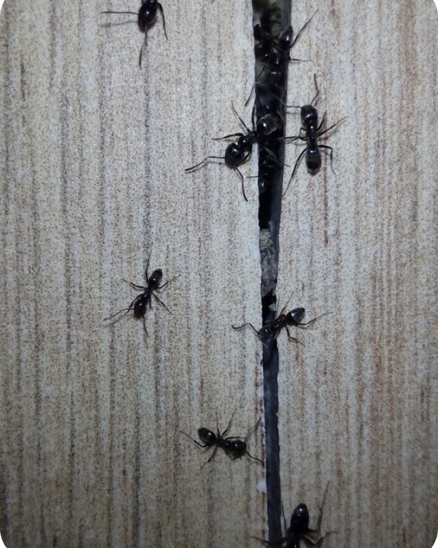 Interesting facts about Ants and effective prevention methods
